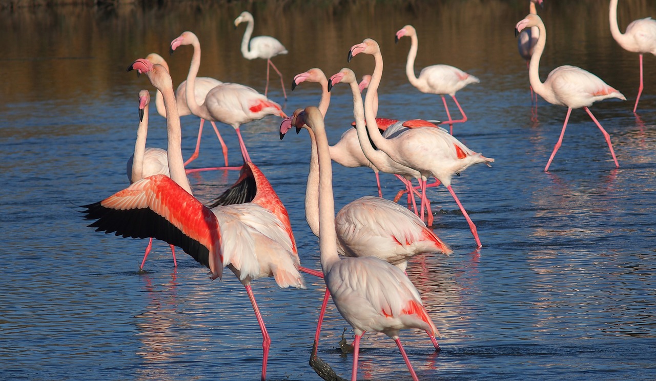 Flamingos, Gamta, Gyvūnai, Camargue, Nemokamos Nuotraukos,  Nemokama Licenzija