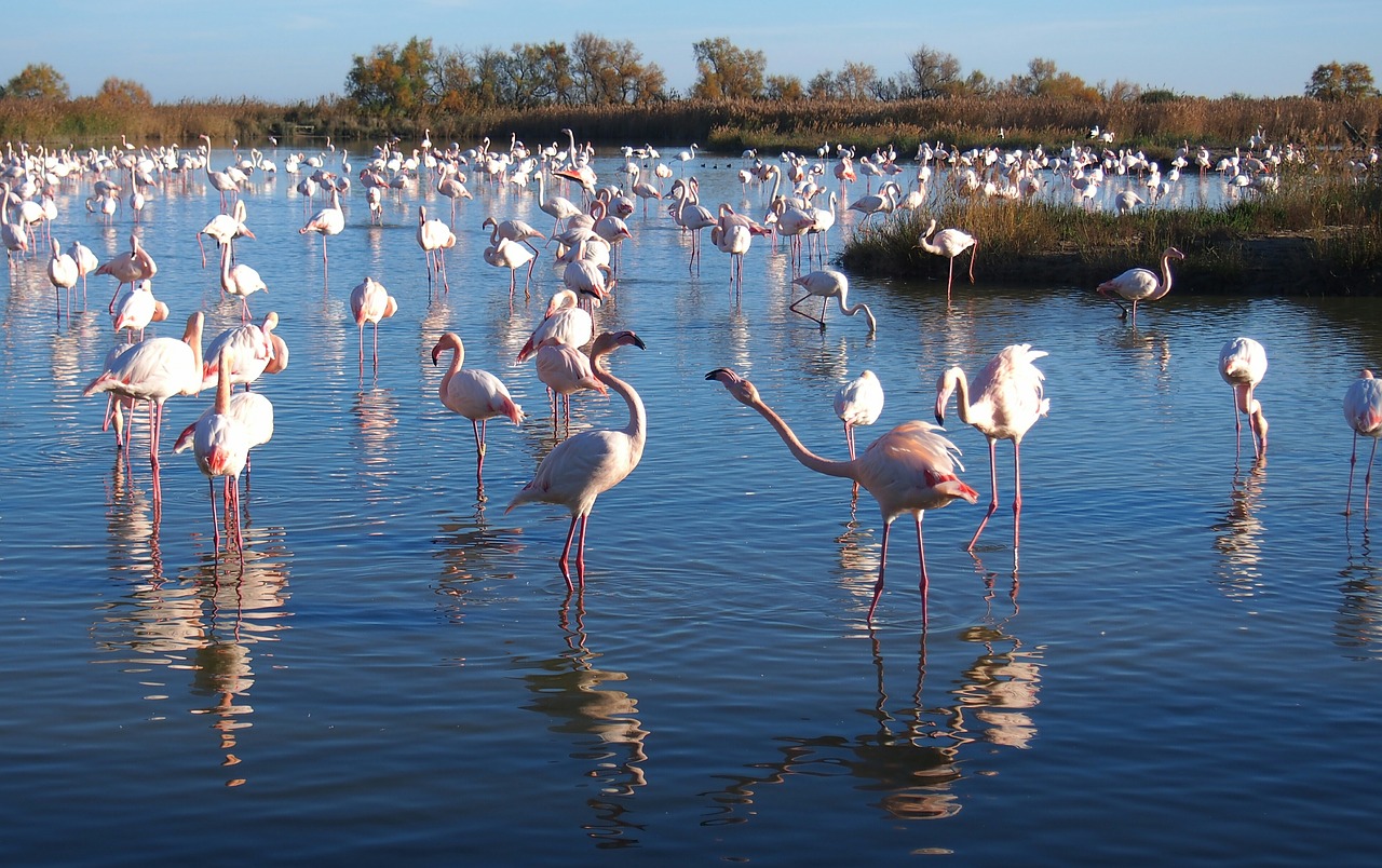 Flamingos, Gamta, Paukštis, Camargue, Nemokamos Nuotraukos,  Nemokama Licenzija