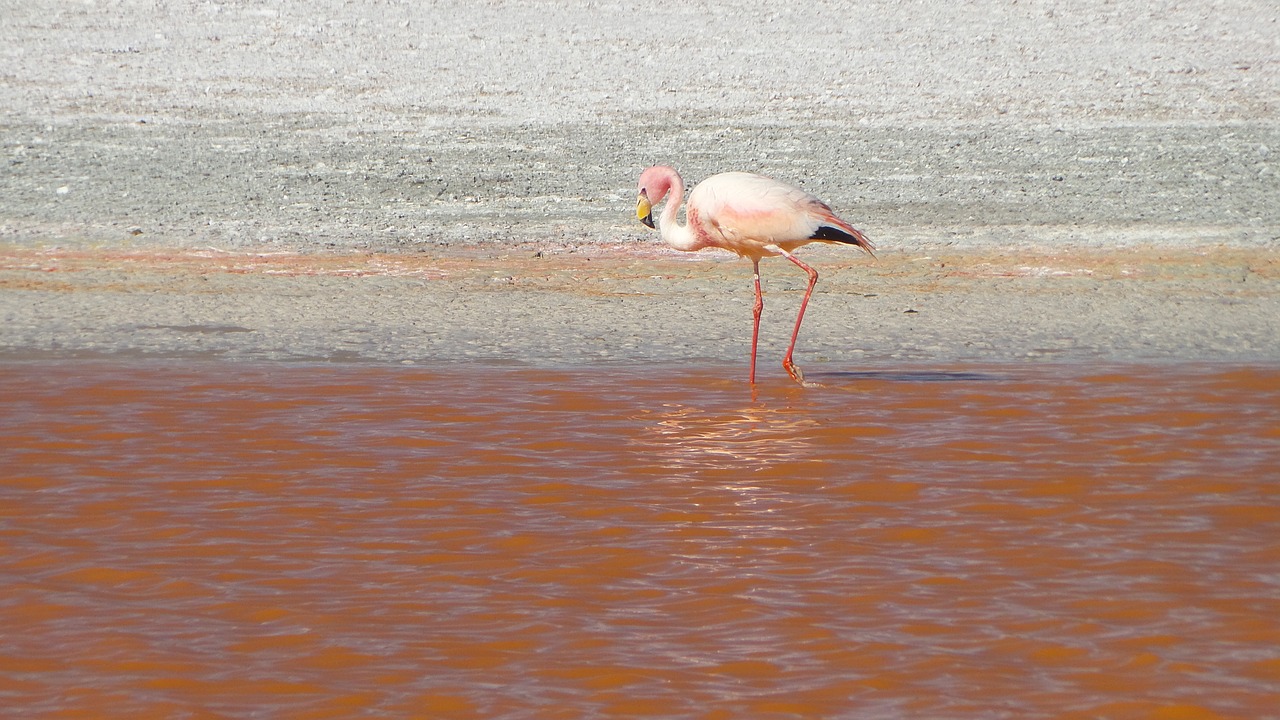 Flamingos, Bolivija, Uyuni, Potosí, Nemokamos Nuotraukos,  Nemokama Licenzija