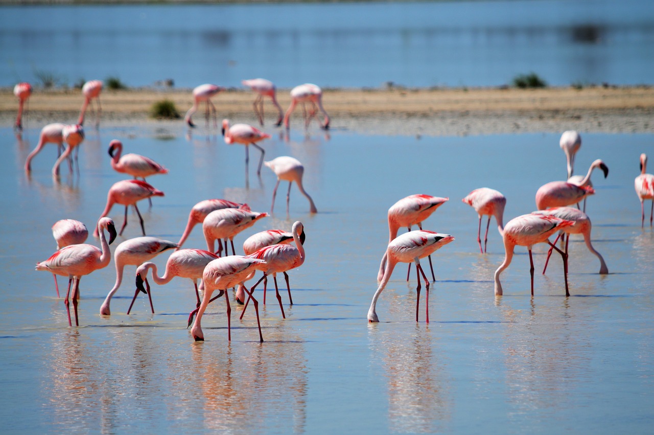 Flamingos, Flamingos Gamtoje, Rožinis, Vanduo, Gerti, Gyvūnas, Paukštis, Afrika, Namibija, Etosha