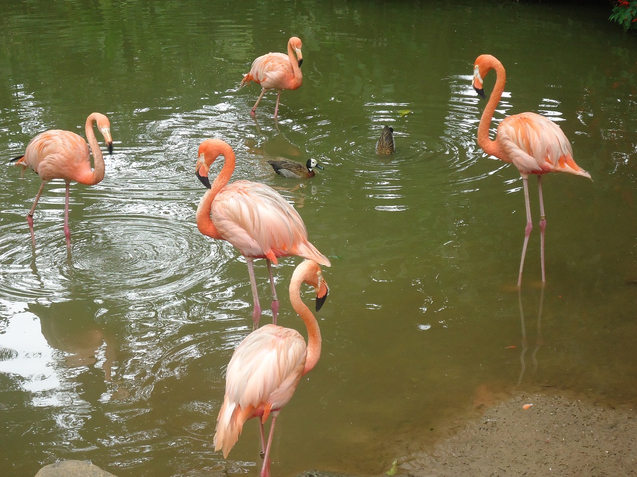 Flamingos, Paukščiai, Gamta, Gyvūnų Pasaulis, Ežeras, Gyvūnas, Nemokamos Nuotraukos,  Nemokama Licenzija