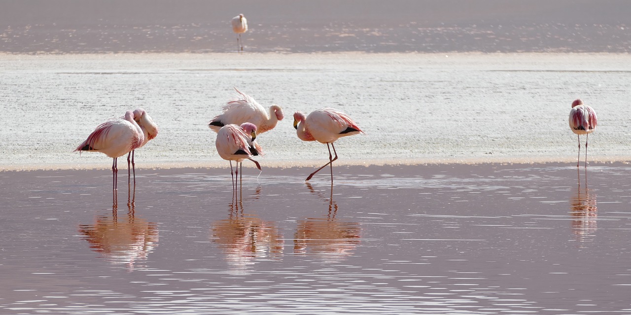 Flamingos, Lagūnas, Bolivija, Nemokamos Nuotraukos,  Nemokama Licenzija