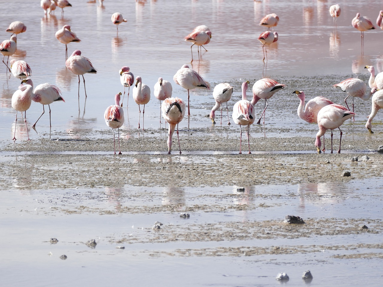 Flamingos, Lagūnas, Bolivija, Nemokamos Nuotraukos,  Nemokama Licenzija