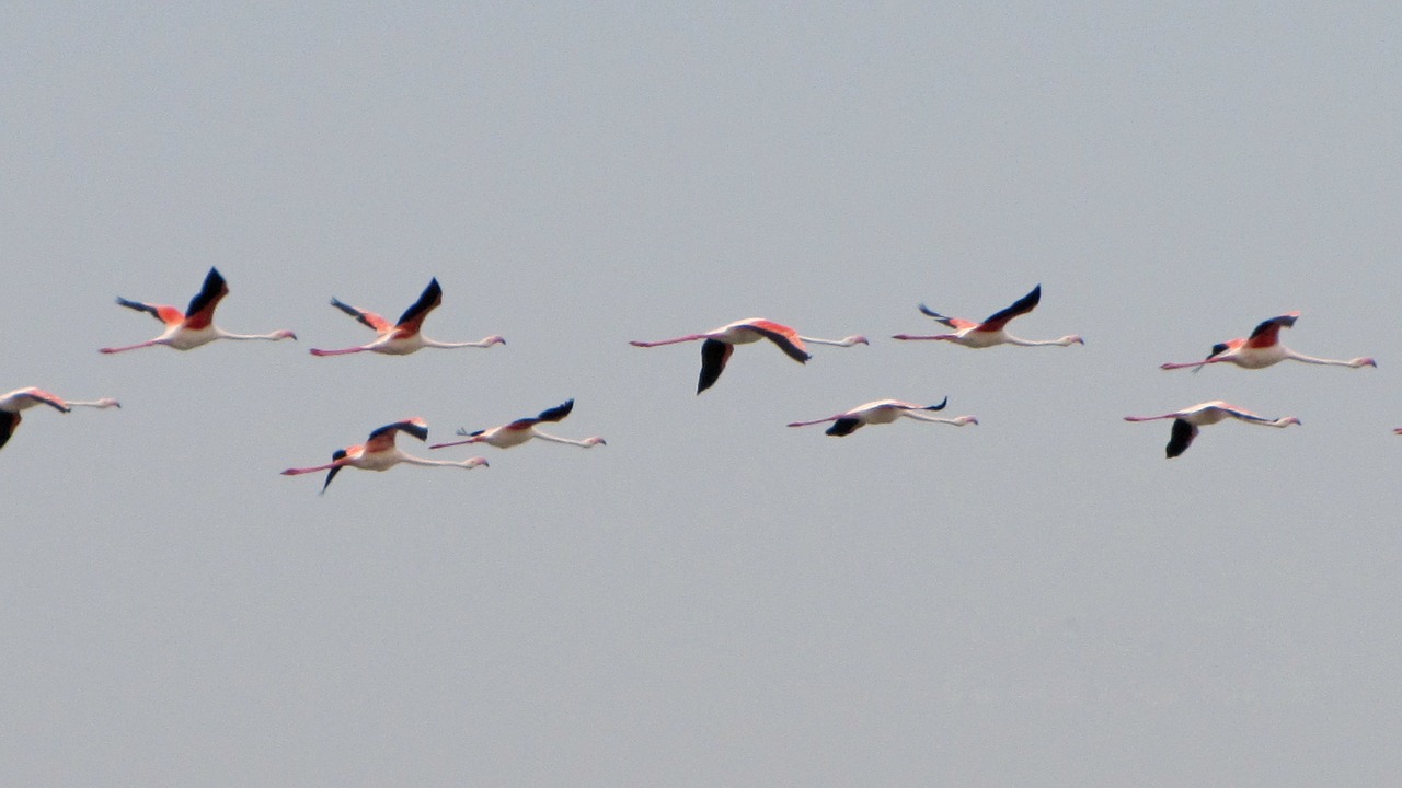 Flamingos, Rožinis Flamingas, Flamingo, Vandens Paukštis, Paukštis, Skrydžio Metu, Nemokamos Nuotraukos,  Nemokama Licenzija