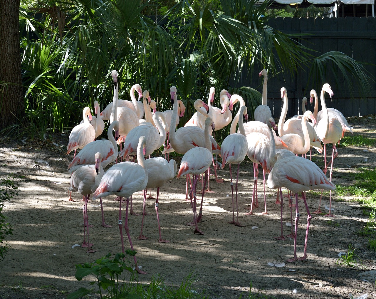 Flamingos, Paukštis, Atogrąžų, Laukinė Gamta, Gamta, Egzotiškas, Gyvūnas, Rožinis, Laukiniai, Zoologijos Sodas