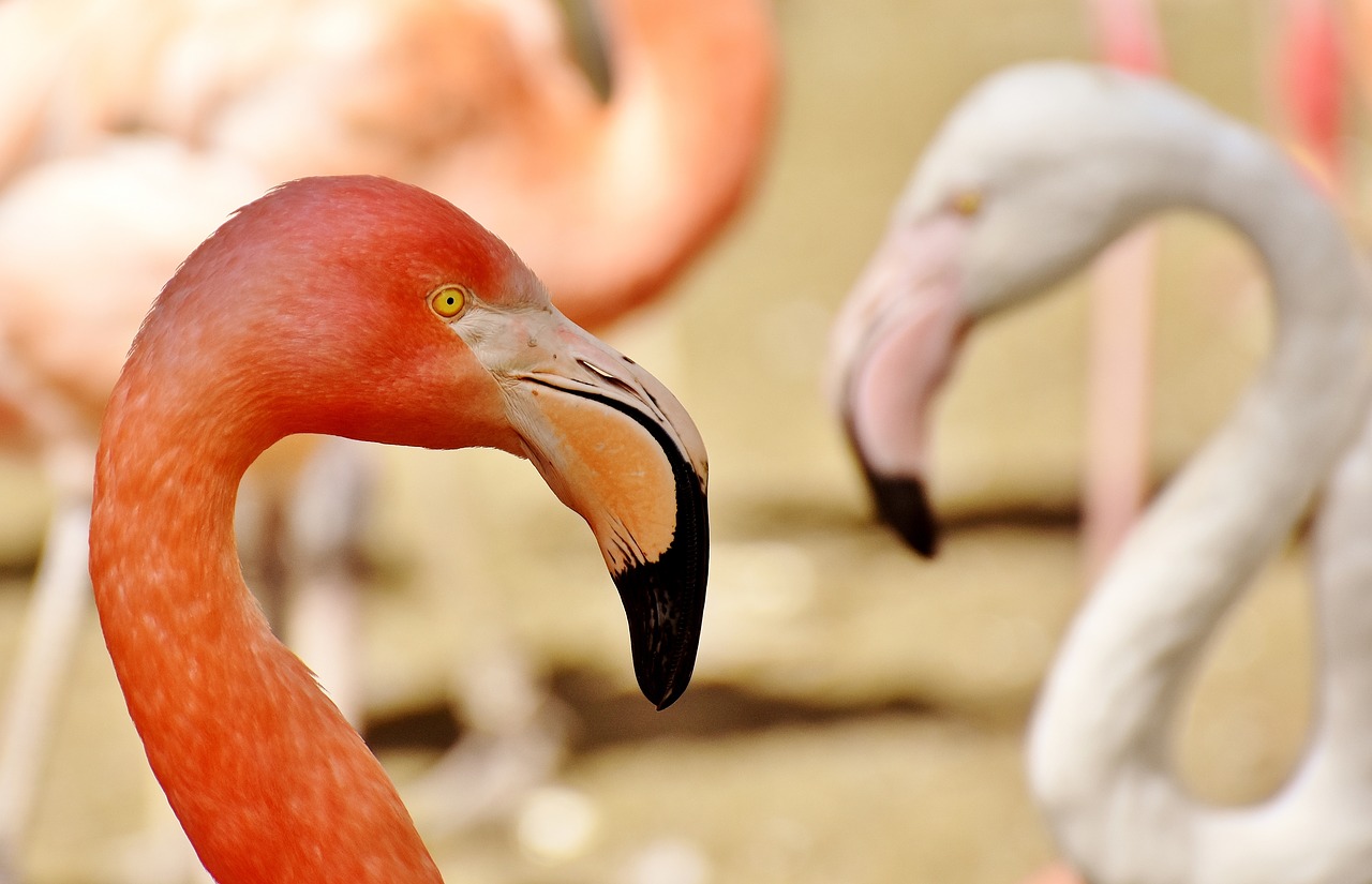Flamingos, Paukščiai, Vandens Paukštis, Spalvinga, Gyvūnai, Plumėjimas, Gamta, Paukštis, Plunksna, Sąskaitą