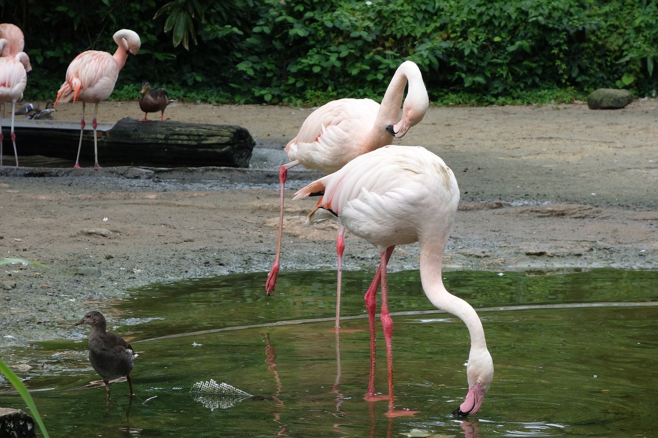 Flamingos, Paukščiai, Vandens Paukštis, Nemokamos Nuotraukos,  Nemokama Licenzija