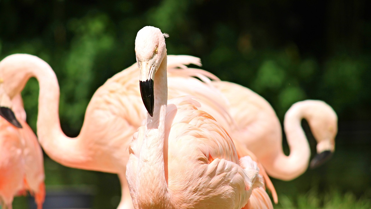 Flamingos, Paukščiai, Rožinis, Vandens Paukštis, Gyvūnai, Gamta, Spalvinga, Spalva, Gyvūnų Pasaulis, Rožinės Flamingos