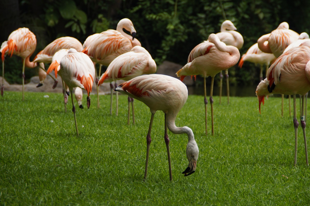 Flamingos, Rožinės Flamingos, Paukščiai, Legginis, Rožinis, Zoologijos Sodas, Vandens Paukštis, Paukštis, Phoenicopteridae, Plumėjimas