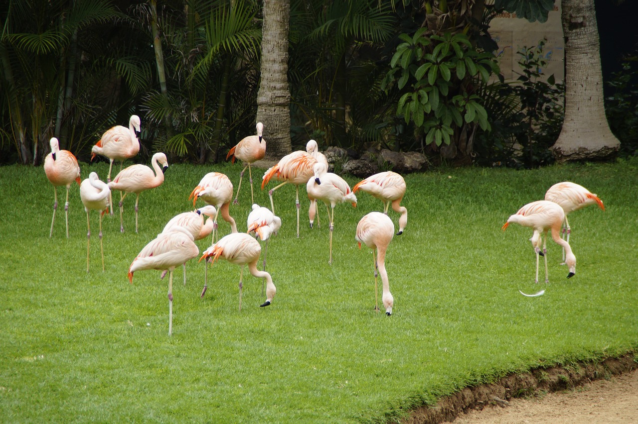 Flamingos, Rožinės Flamingos, Paukščiai, Legginis, Rožinis, Zoologijos Sodas, Vandens Paukštis, Paukštis, Phoenicopteridae, Plumėjimas