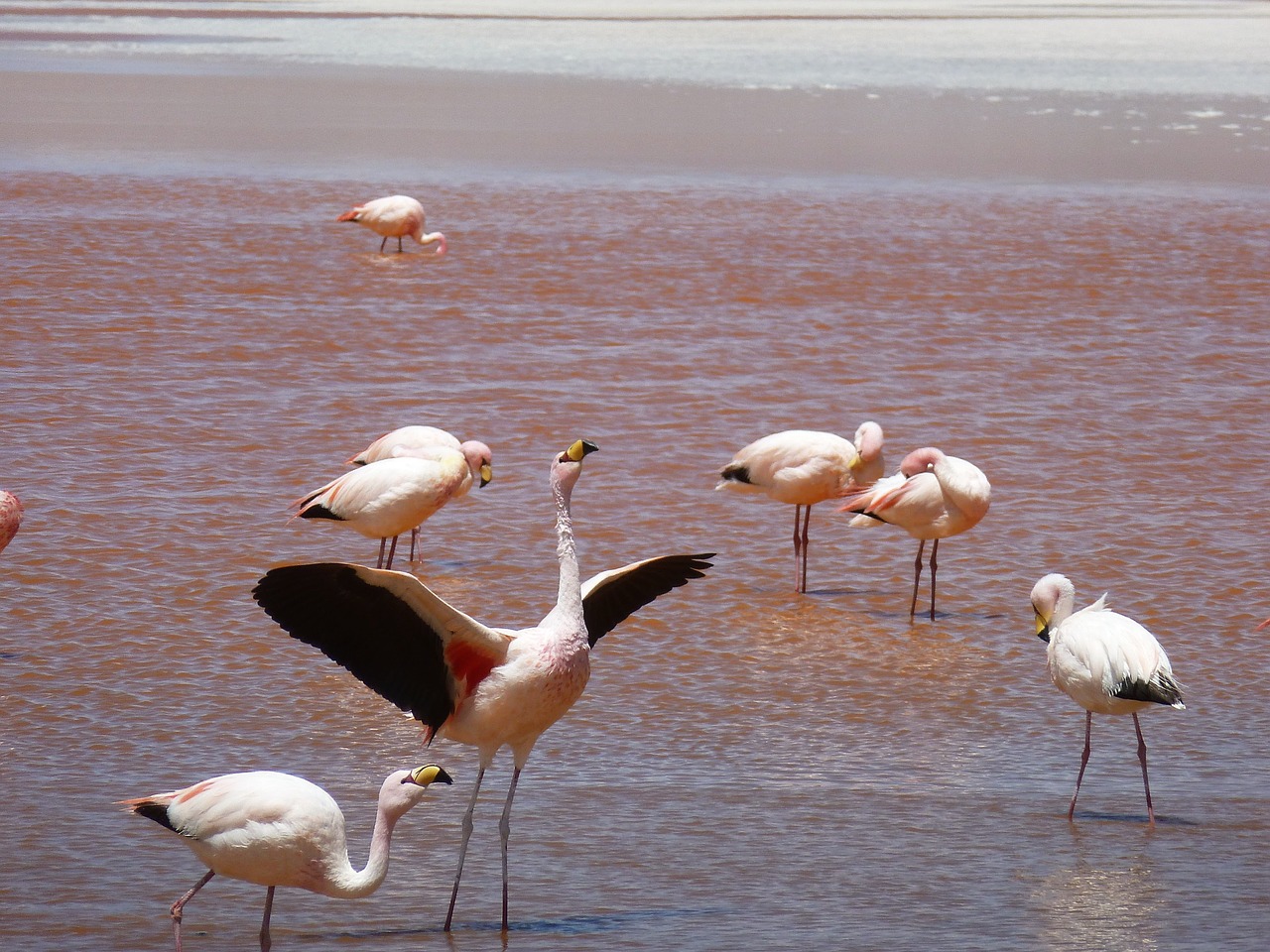 Flamingos, Gamta, Gyvūnų Pasaulis, Nemokamos Nuotraukos,  Nemokama Licenzija