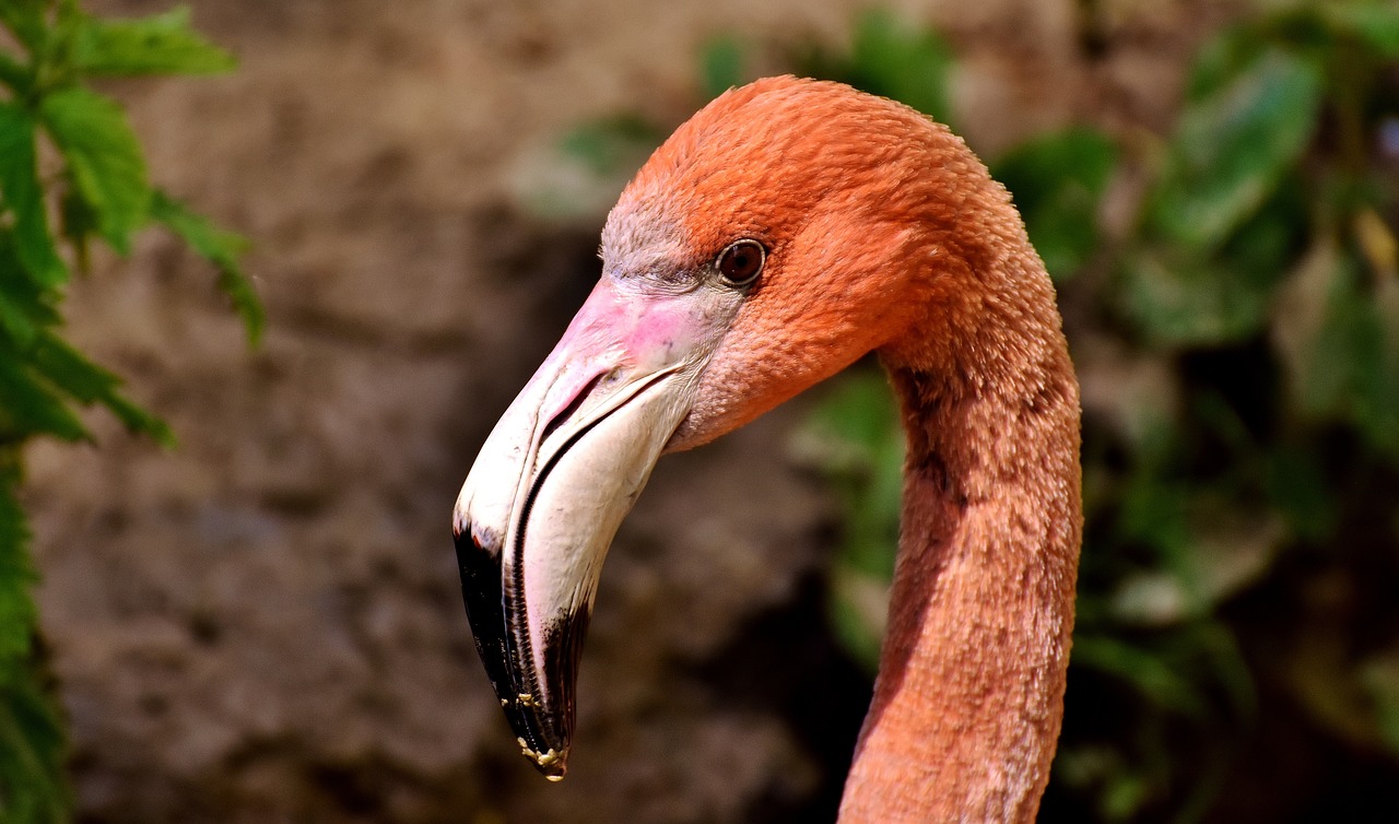 Flamingos, Paukščiai, Vandens Paukštis, Spalvinga, Gyvūnai, Plumėjimas, Gamta, Paukštis, Plunksna, Sąskaitą