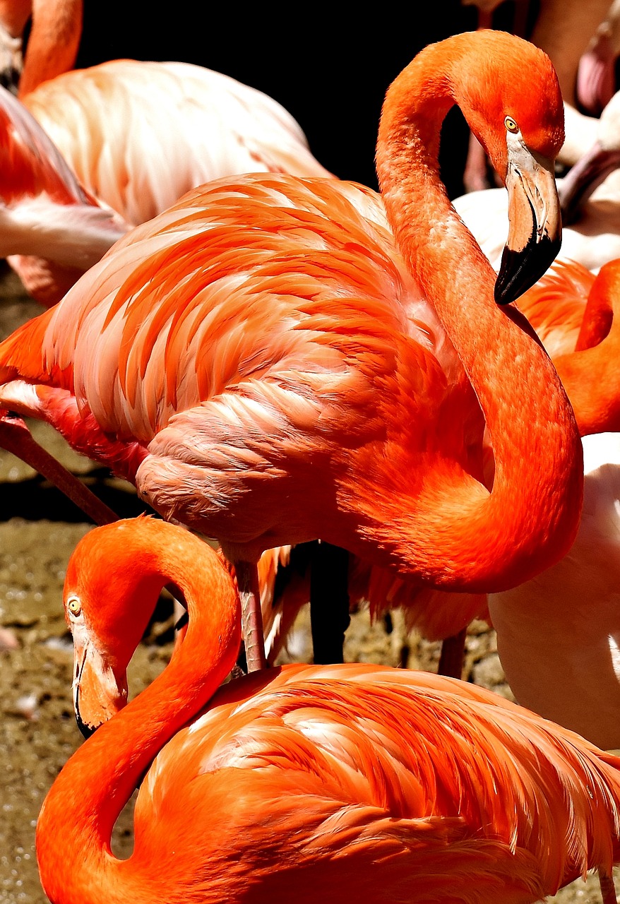 Flamingos, Paukščiai, Vandens Paukštis, Spalvinga, Gyvūnai, Plumėjimas, Gamta, Paukštis, Plunksna, Sąskaitą