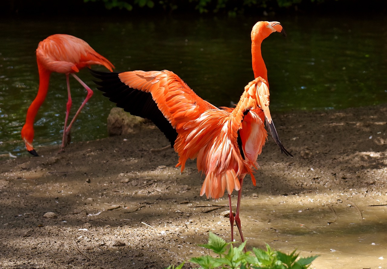 Flamingos, Paukščiai, Vandens Paukštis, Spalvinga, Gyvūnai, Plumėjimas, Gamta, Paukštis, Plunksna, Sąskaitą