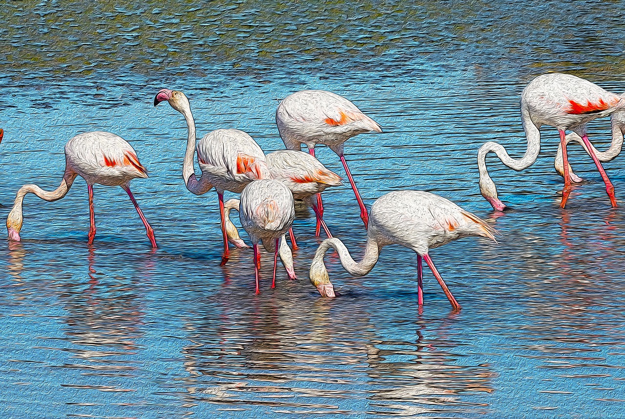 Flamingos, Plakatas, Gyvūnai, Gyvūnas, Camargue, Phoenicopterus, Rožinis Flamingas, Paukštis Rožinis, Pelkės, Rožinis