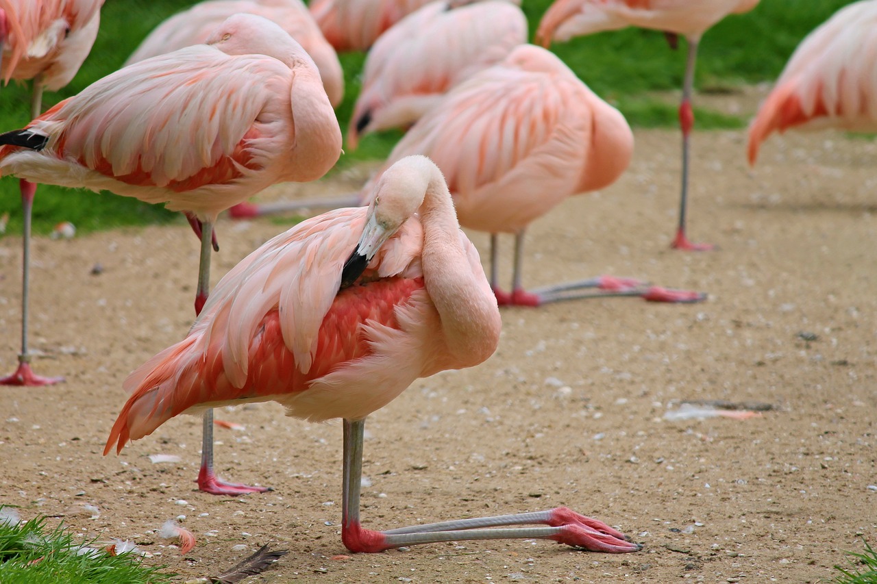 Flamingos, Paukščiai, Rožinis, Vandens Paukštis, Gyvūnai, Gamta, Spalvinga, Spalva, Gyvūnų Pasaulis, Rožinės Flamingos