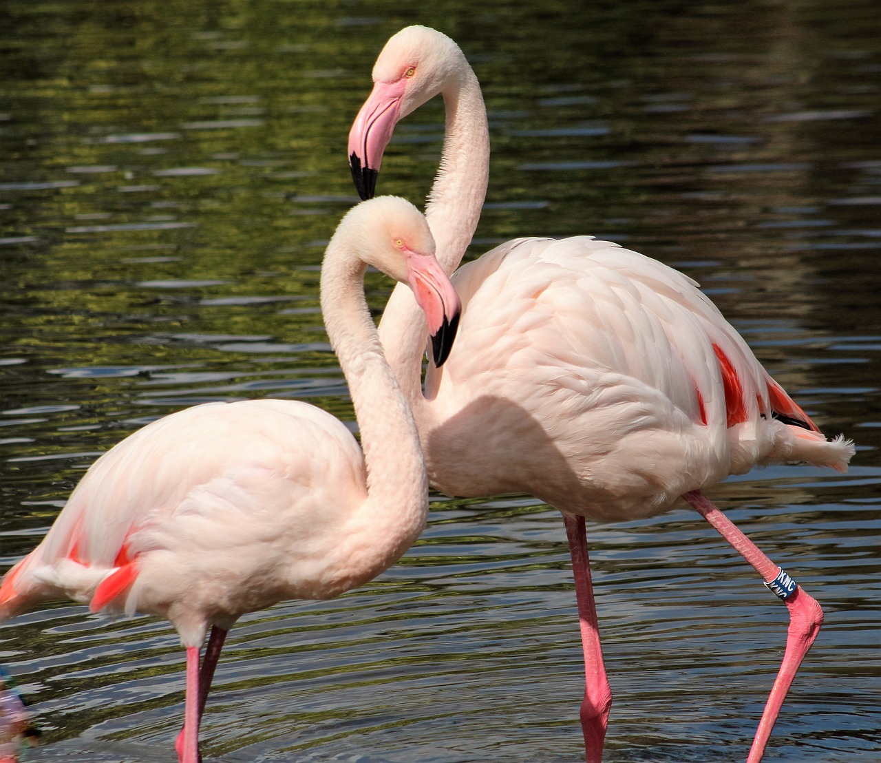 Flamingos, Paukščiai, Zoologijos Sodas, Rožinis, Nemokamos Nuotraukos,  Nemokama Licenzija