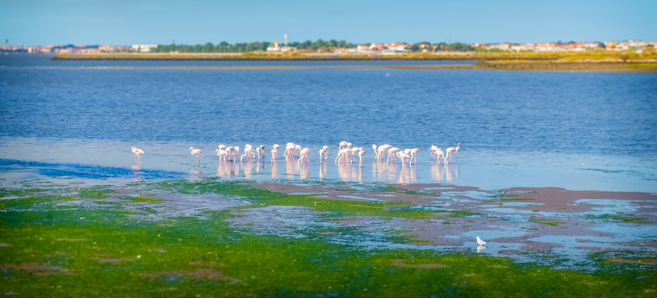 Flamingos, Mažas Vonia, Portugal, Royalty Free, Nemokamos Nuotraukos,  Nemokama Licenzija