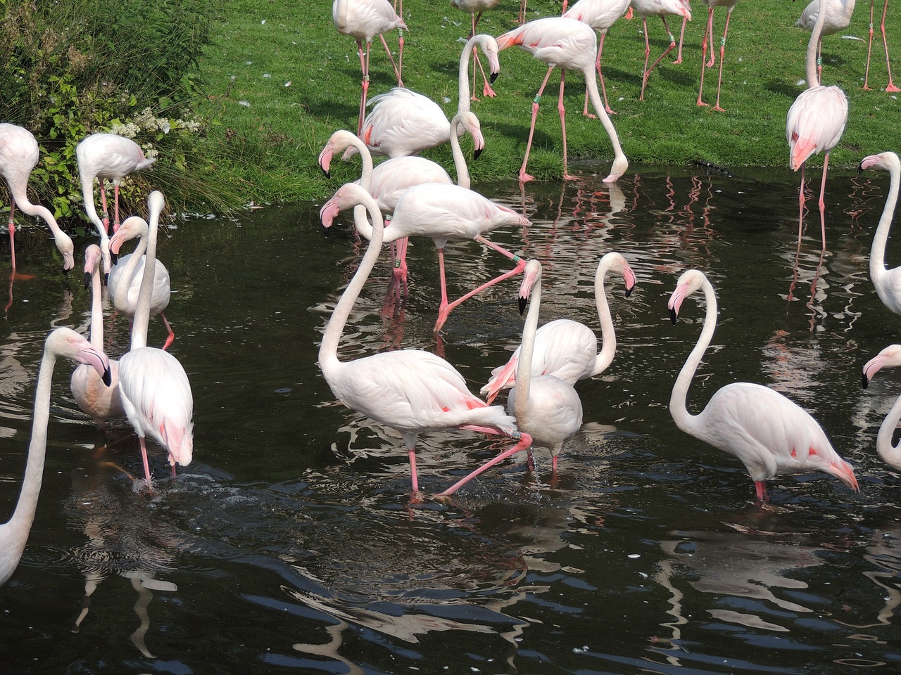 Flamingos, Gyvūnas, Flamingo, Rožinis, Paukštis, Klaidingas Snapas, Vandens Paukščiai, Ilgos Kojos, Gamta, Rožinė Paukštis