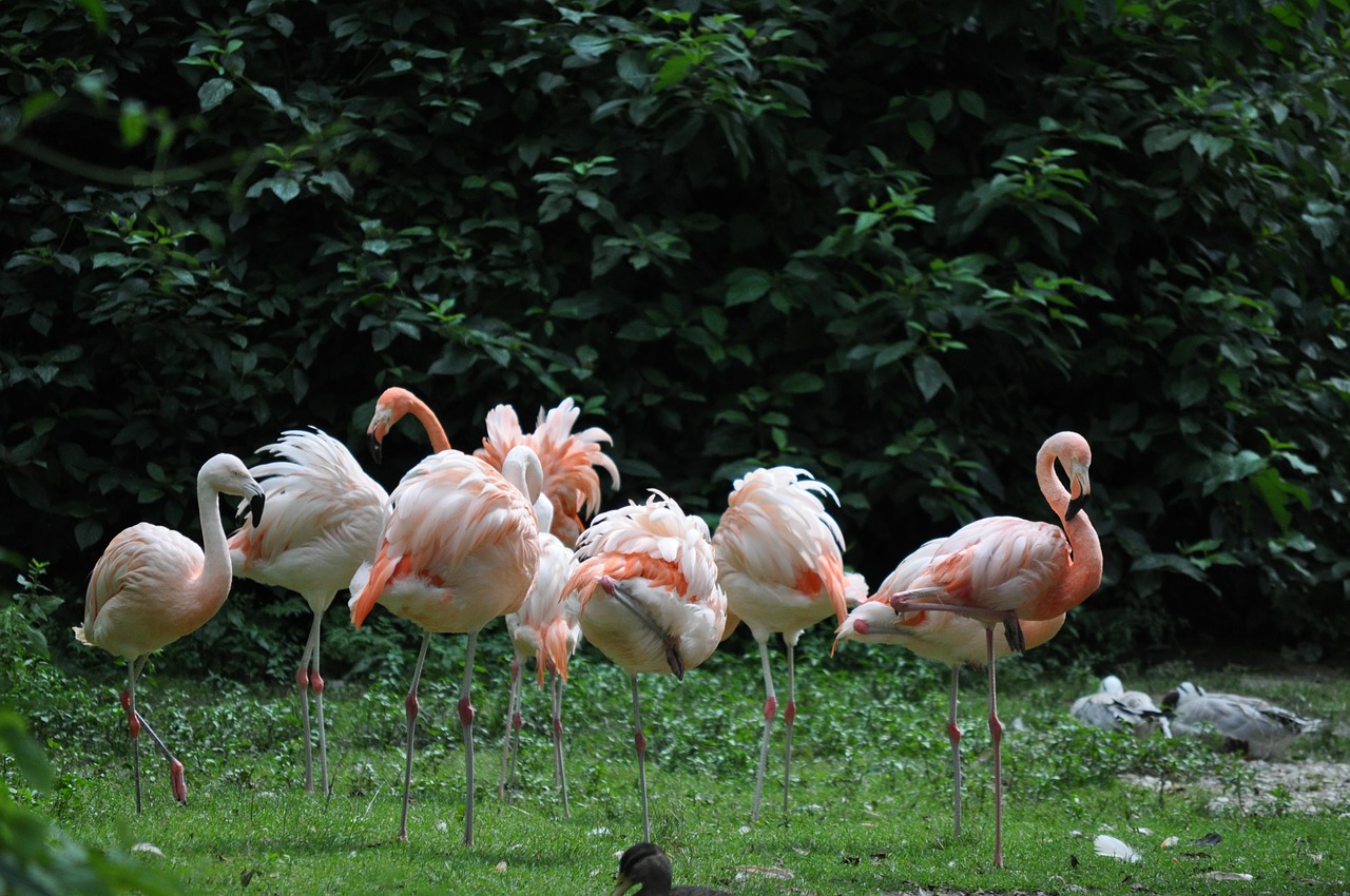 Flamingos, Zoologijos Sodas, Rožinis, Paukštis, Rožinės Flamingos, Nemokamos Nuotraukos,  Nemokama Licenzija