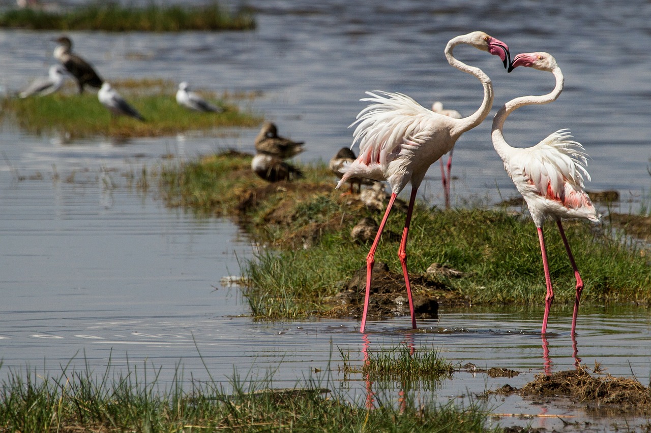Flamingos, Paukščiai, Vandens Paukštis, Gyvūnų Pasaulis, Rožinis Flamingas, Kaklas, Gyvūnų Grupė, Rožinis, Galva, Phoenicopteridae