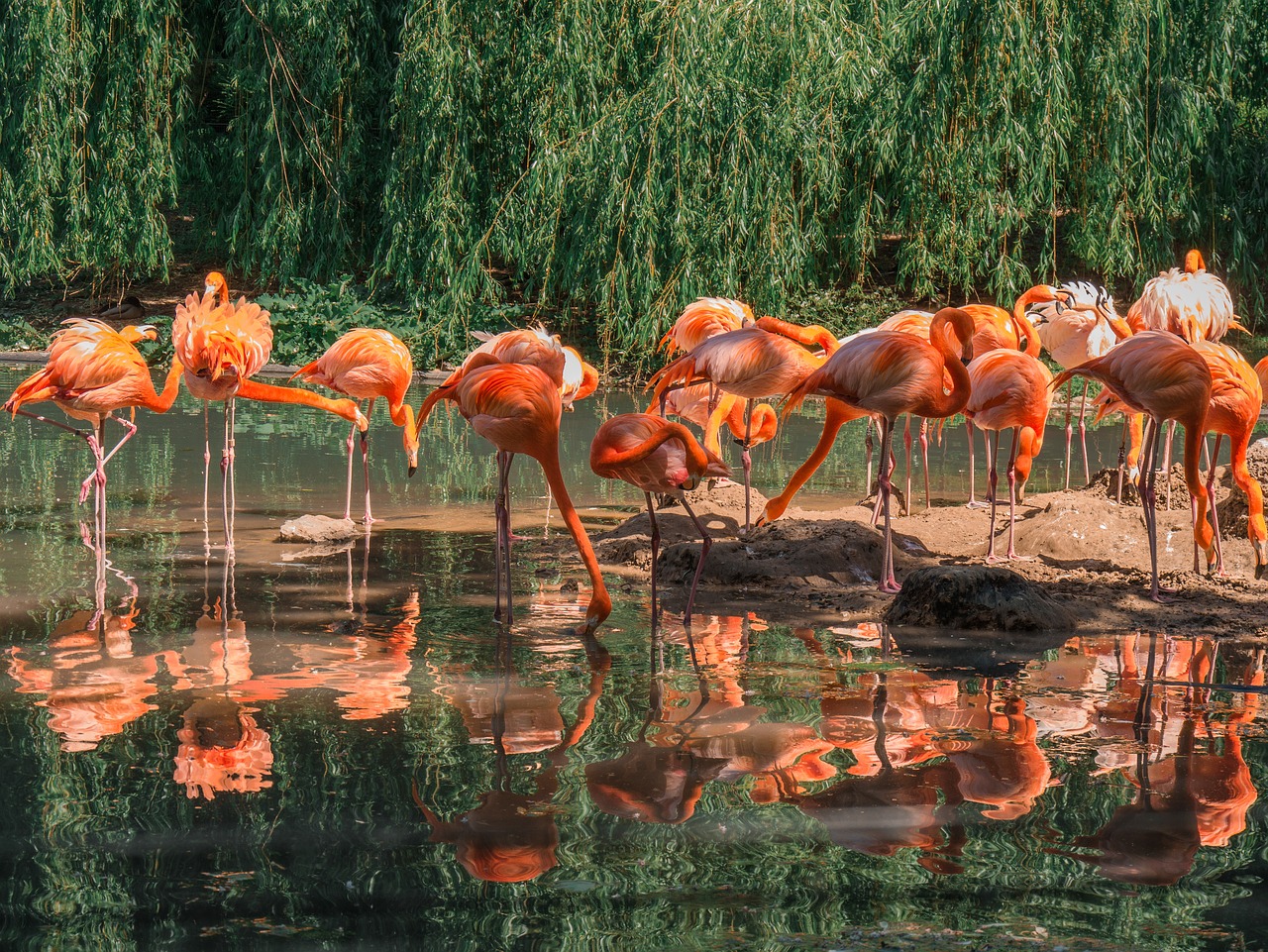Flamingai,  Paukščiai,  Gyvūnų Grupė,  Gyvūnai, Nemokamos Nuotraukos,  Nemokama Licenzija