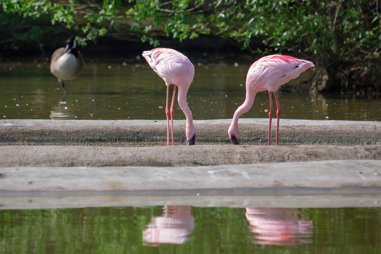 Flamingai,  Rožinis,  Rožinis Flamingas,  Paukščiai,  Paukštis,  Rožinės Flamingo,  Vanduo Paukštis,  Bill,  Plunksnos,  Ilgakojė