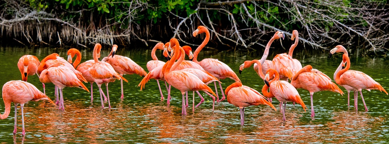Flamingai,  Kuba,  Rožinis, Nemokamos Nuotraukos,  Nemokama Licenzija