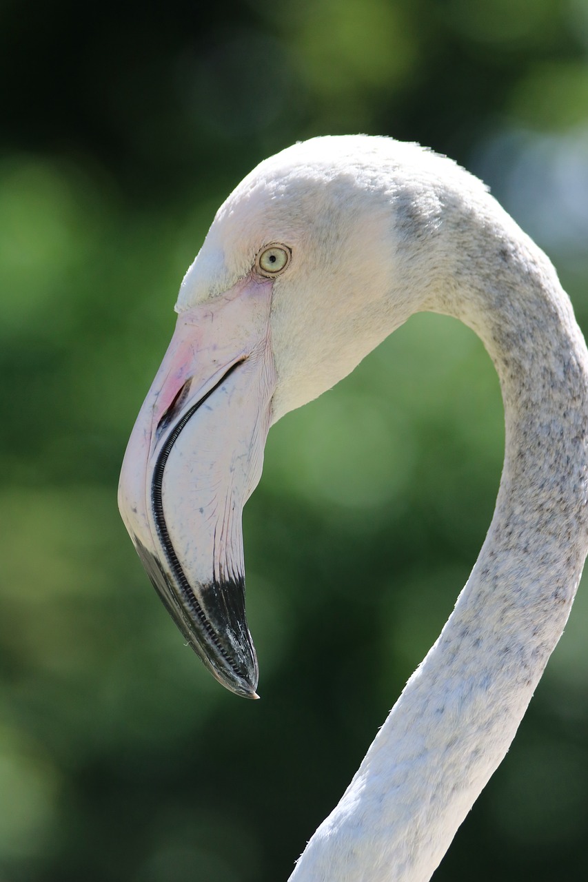 Flamingai,  Paukštis,  Pobūdį,  Gyvūnijos Pasaulyje, Nemokamos Nuotraukos,  Nemokama Licenzija