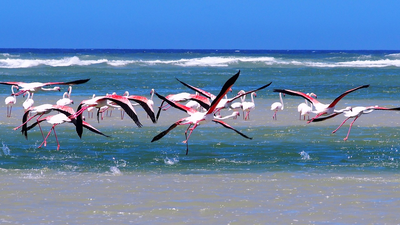 Flamingai,  Jūra,  Papludimys,  Pietų Afrika,  Pakrantės,  Vanduo, Nemokamos Nuotraukos,  Nemokama Licenzija