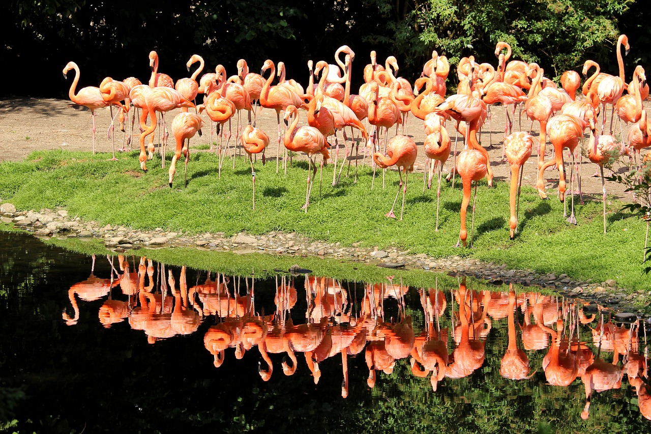 Flamingai,  Kuba Flamingai,  Spalva,  Vandens Atspindys,  Vandens,  Paukščiai,  Kolonija,  Grupė,  Gyvūnas,  Vandens Paukščiai