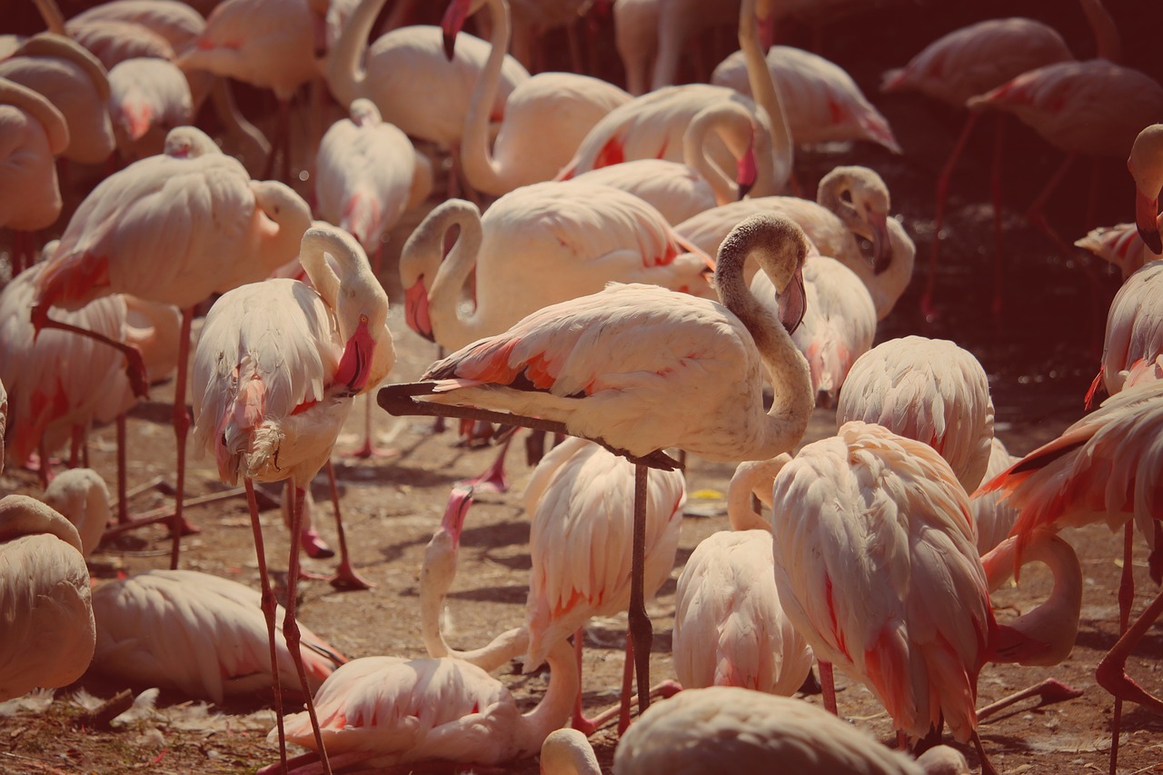 Flamingai,  Rožinis,  Paukščiai,  Vandens Paukščiai,  Stilt Kojos, Nemokamos Nuotraukos,  Nemokama Licenzija
