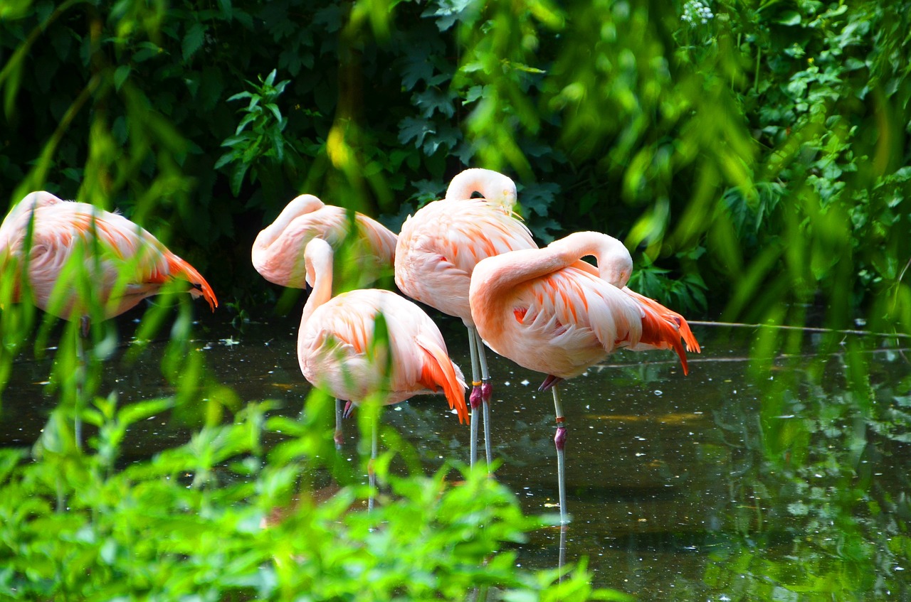 Flamingos, Gyvūnai, Vanduo, Nemokamos Nuotraukos,  Nemokama Licenzija
