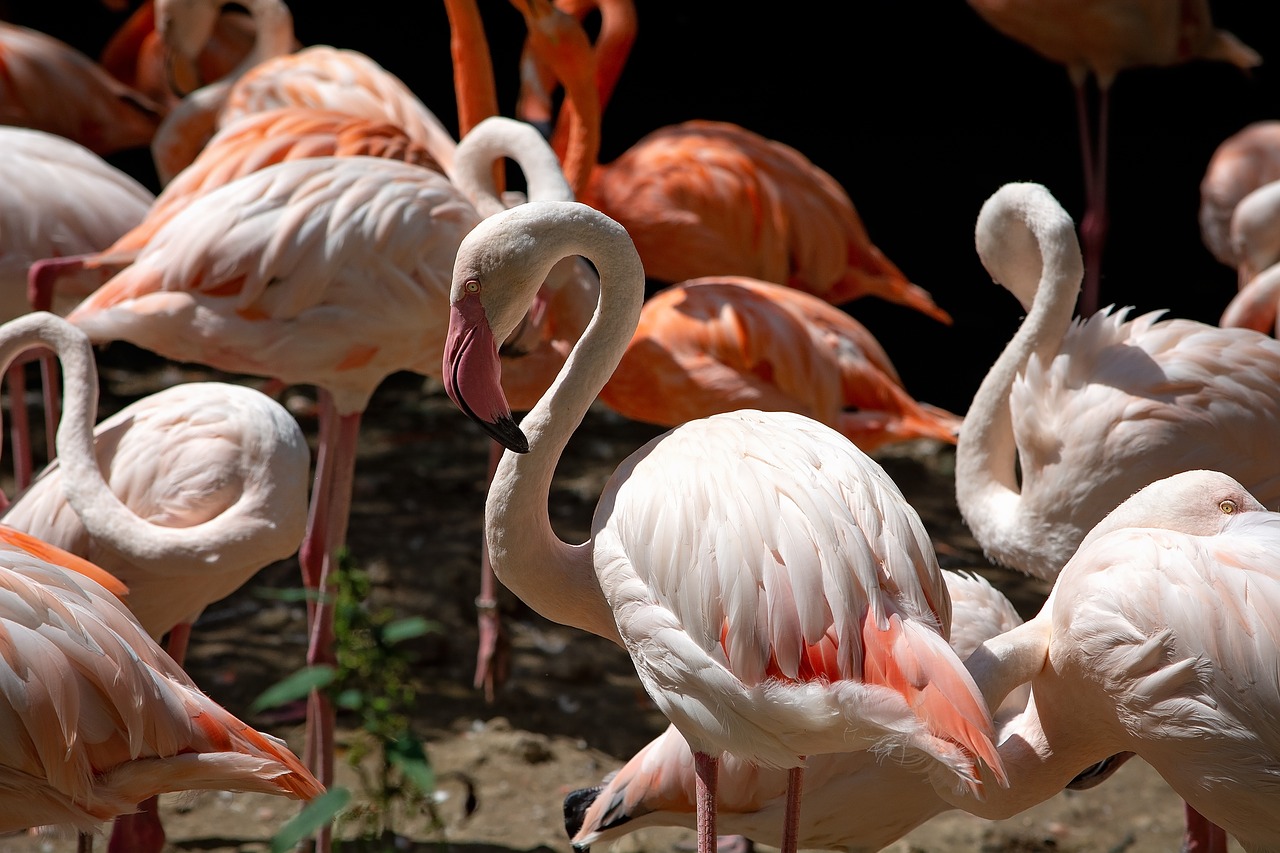 Flamingai,  Paukštis,  Lašiša,  Pasididžiavimas,  Plunksnos,  Gyvūnijos Pasaulyje,  Bill,  Pobūdį,  Egzotiškas, Nemokamos Nuotraukos