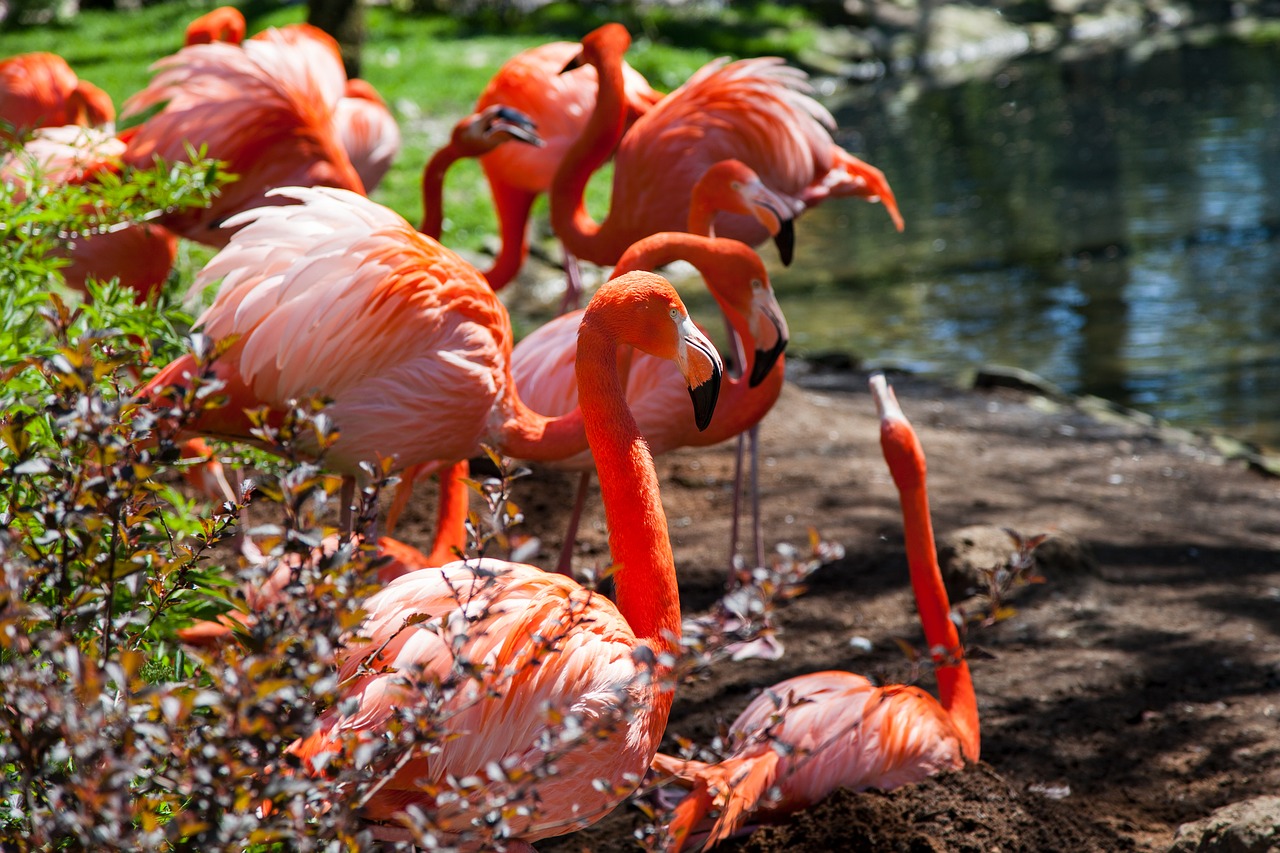Flamingai,  Gyvūnas,  Rožinis,  Paukštis,  Egzotiškas,  Plunksna,  Pobūdį,  Vandens Paukščiai,  Snapas,  Grupė