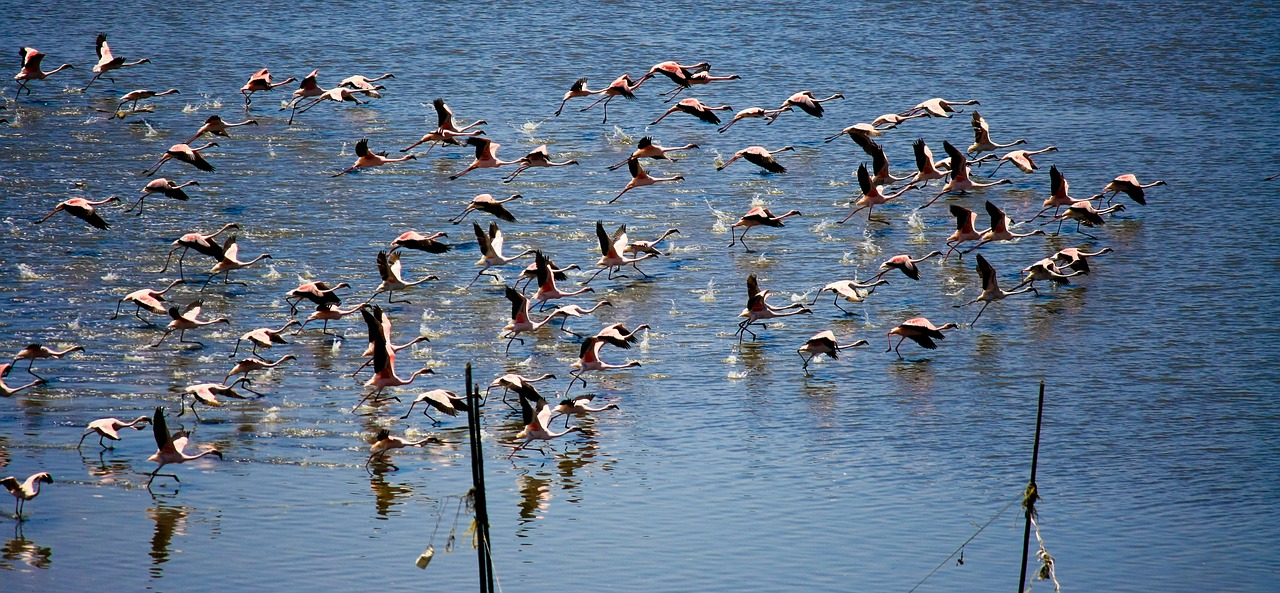Flamingos, Skraidantis, Pakilimas, Flock, Flocking, Gyvūnas, Aplinka, Skristi, Skrydis, Kilimas