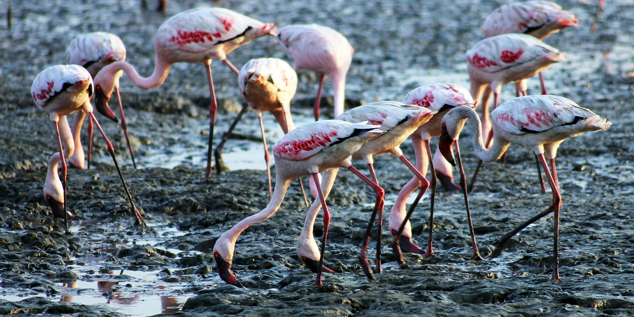 Flamingos, Paukščiai, Valgymas, Žemė, Indija, Sewri, Nemokamos Nuotraukos,  Nemokama Licenzija