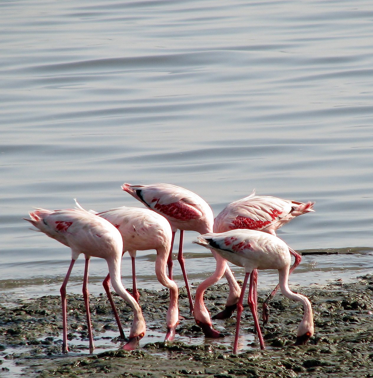 Flamingos, Grupė, Paukščiai, Rožinis, Valgymas, Indija, Gyvūnai, Nemokamos Nuotraukos,  Nemokama Licenzija