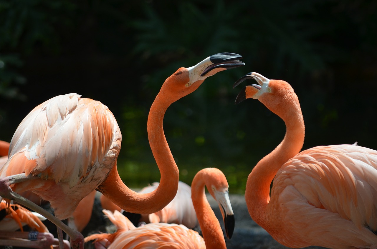 Flamingos, Gyvūnas, Paukštis, Gamta, Zoologijos Sodas, Gyvūnų Pasaulis, Egzotiškas, Sąskaitą, Vandens Paukštis, Rožinis