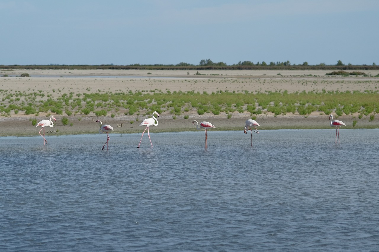 Flamingos, Vanduo, Camarque, France, Laukinė Gamta, Paukštis, Laukiniai, Natūralus, Fauna, Plunksna