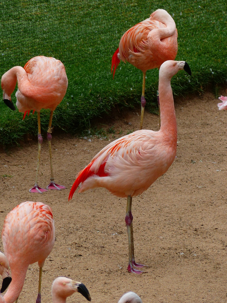 Flamingos, Rožinis, Paukščiai, Gyvūnai, Phoenicopteridae, Fenikopteriformas, Nemokamos Nuotraukos,  Nemokama Licenzija