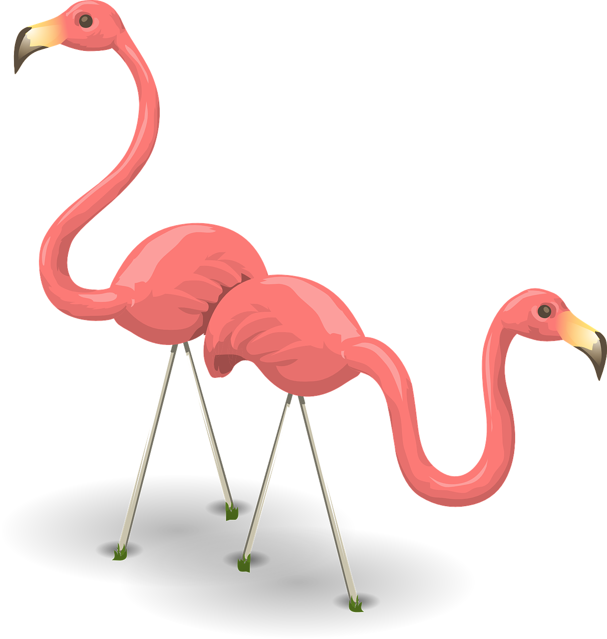 Flamingos, Paukščiai, Rožinis, Flamingas, Laukinė Gamta, Phoenicopterus, Paukščiai, Phoenicopteridae, Fauna, Du Paukščiai