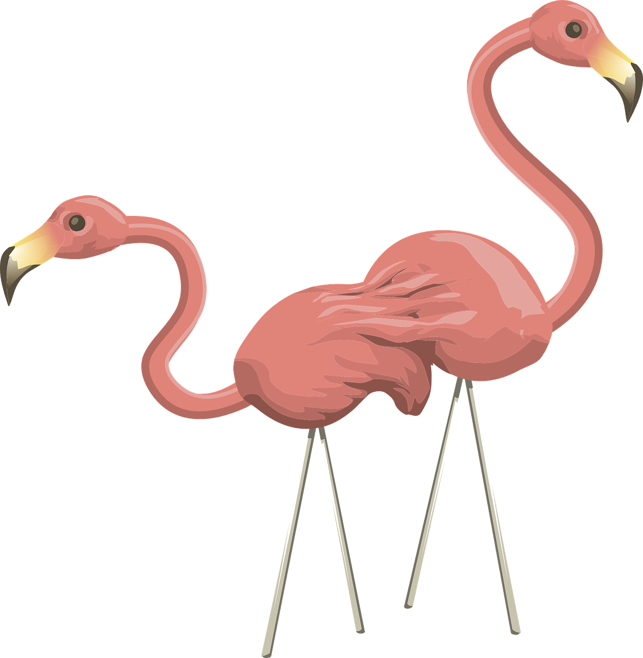 Flamingos, Rožinis, Paukščiai, Laukinė Gamta, Du, Pora, Bendravimas, Gyvūnai, Paukščiai, Baltas Fonas