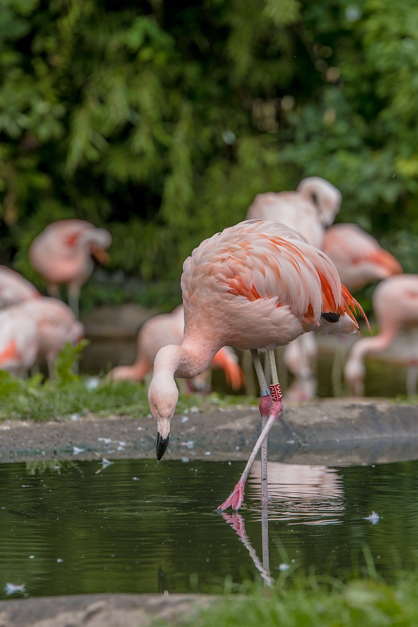 Flamingos, Vanduo, Vandens Paukštis, Rožinis, Paukštis, Gyvūnas, Zoologijos Sodas, Gamta, Egzotiškas, Rožinis Flamingas