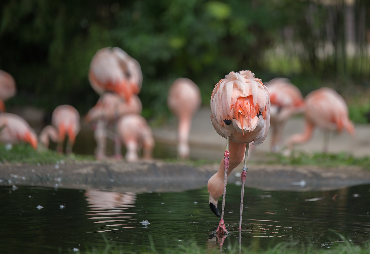 Flamingos, Vanduo, Vandens Paukštis, Rožinis, Paukštis, Gyvūnas, Zoologijos Sodas, Gamta, Egzotiškas, Rožinis Flamingas