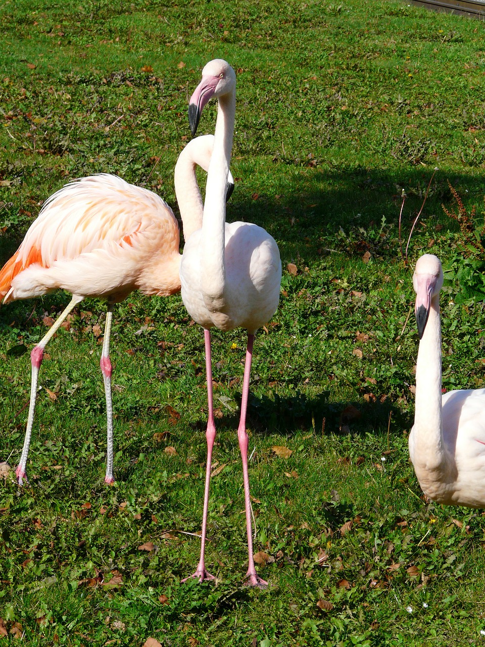 Flamingos, Balta, Kelnės Pėdos, Pėdos, Rožinis, Fenikopteriformas, Phoenicopteridae, Paukščiai, Grupė, Gyvūnų Grupė