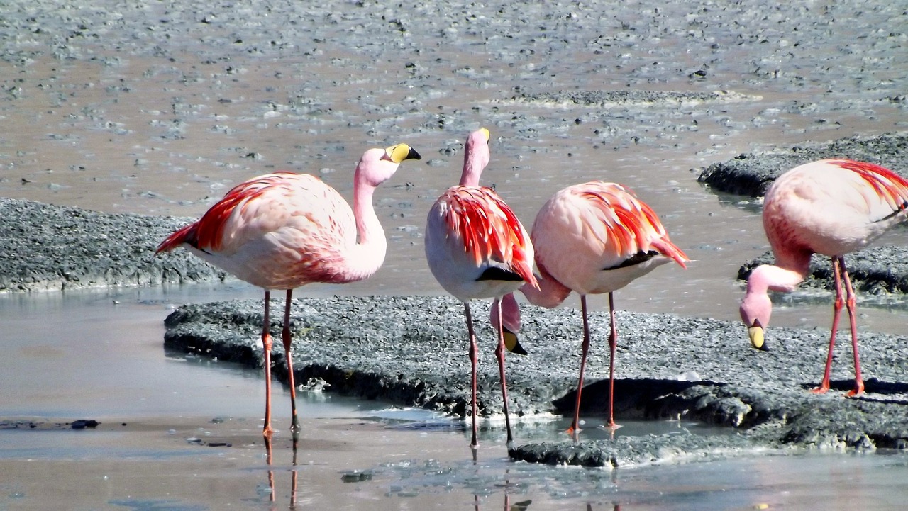 Flamingos, Andes, Paukščiai, Nemokamos Nuotraukos,  Nemokama Licenzija