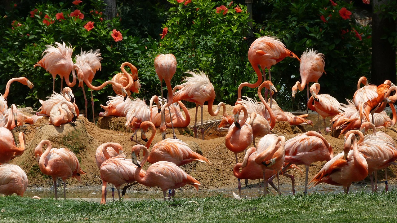 Flamingos, Paukščiai, Rožinis, Spalva, Nemokamos Nuotraukos,  Nemokama Licenzija