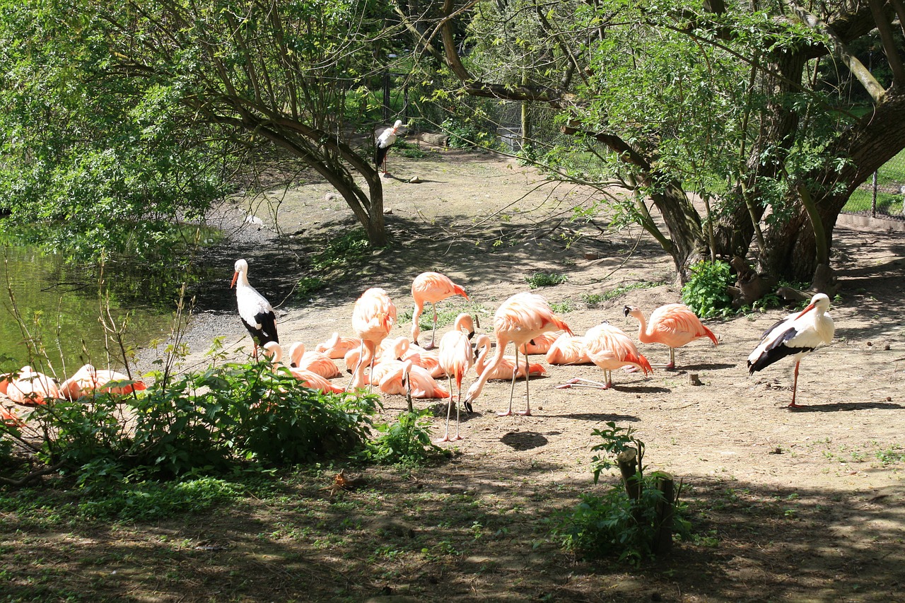 Flamingos, Paukščiai, Rožinis, Spalva, Gandrai, Gyvūnai, Nemokamos Nuotraukos,  Nemokama Licenzija