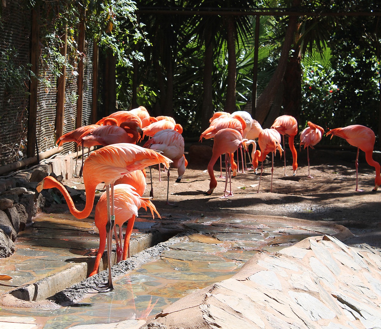 Flamingos,  Paukščiai,  Brangus,  Rožinis, Nemokamos Nuotraukos,  Nemokama Licenzija